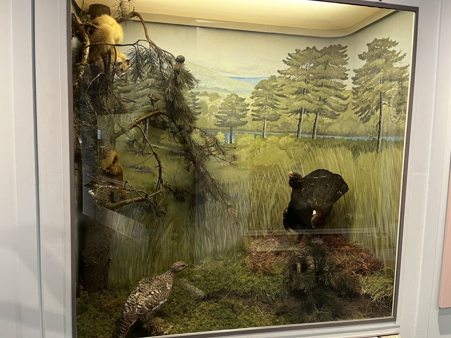 Pine woodland display (taken at Inverness museum 3.4.24)