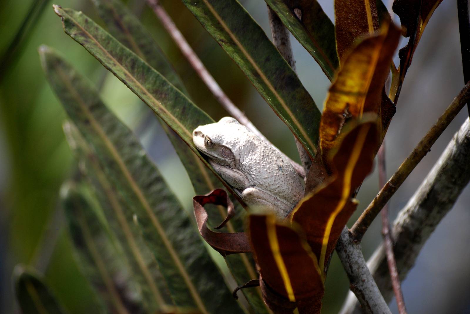 Pine Woods Tree Frog, Western Everglades/Big Cypress, October 2013