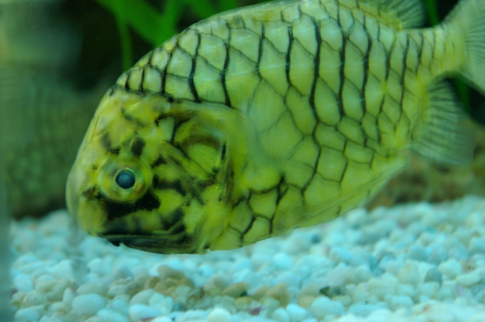 pineapple fish, August 2006