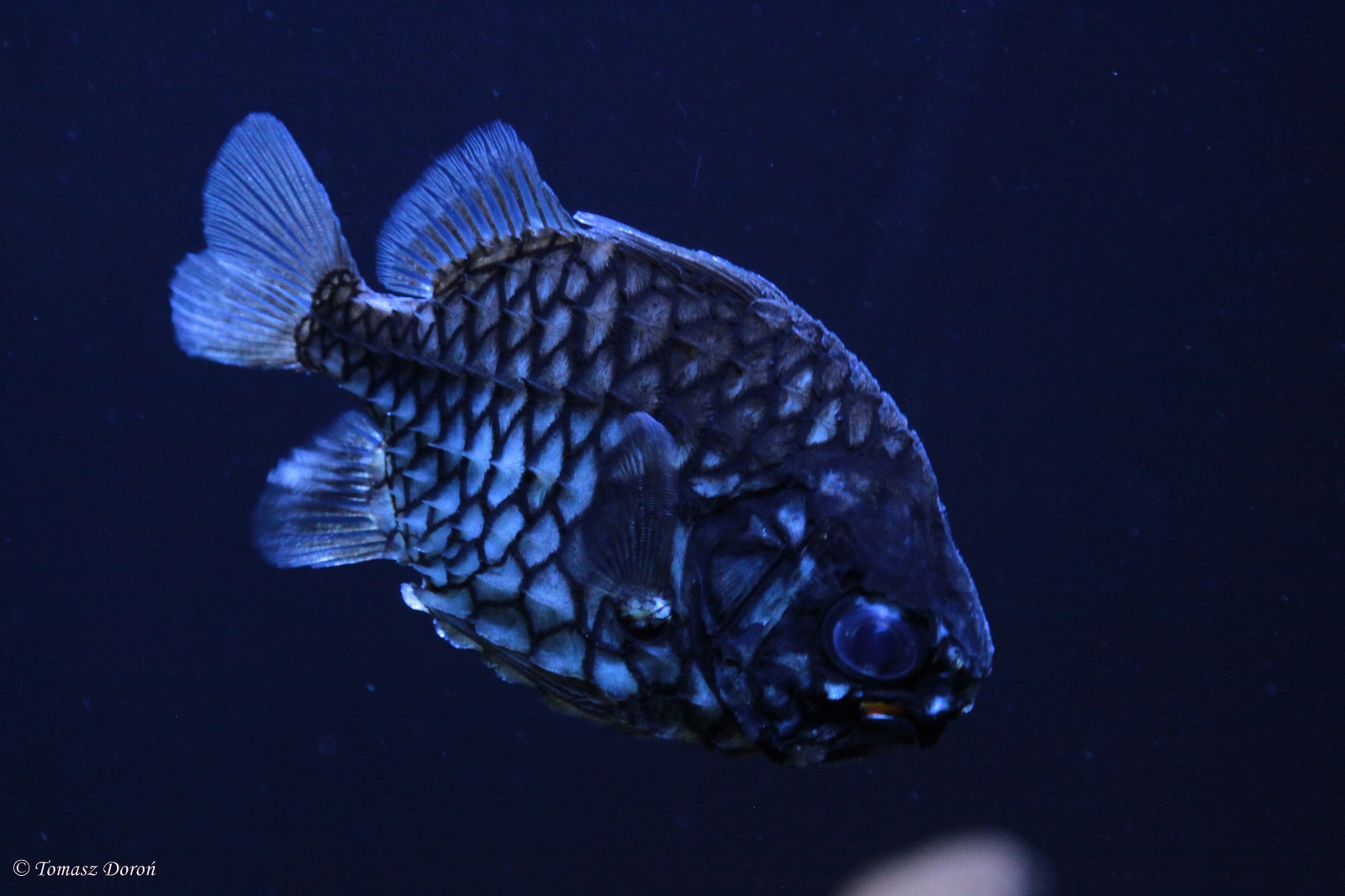 Pineapple Fish (Cleidopus gloriamaris)
