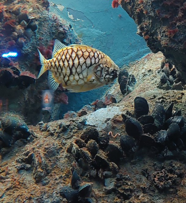 Pineapple fish (Cleidopus gloriamaris)