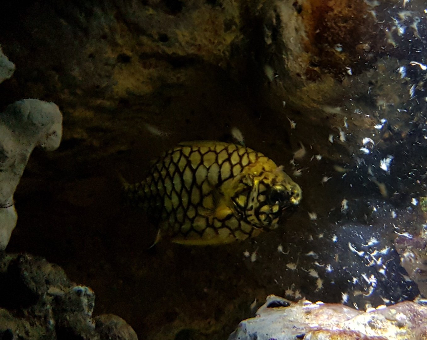 Pineapple fish - Monocentris species