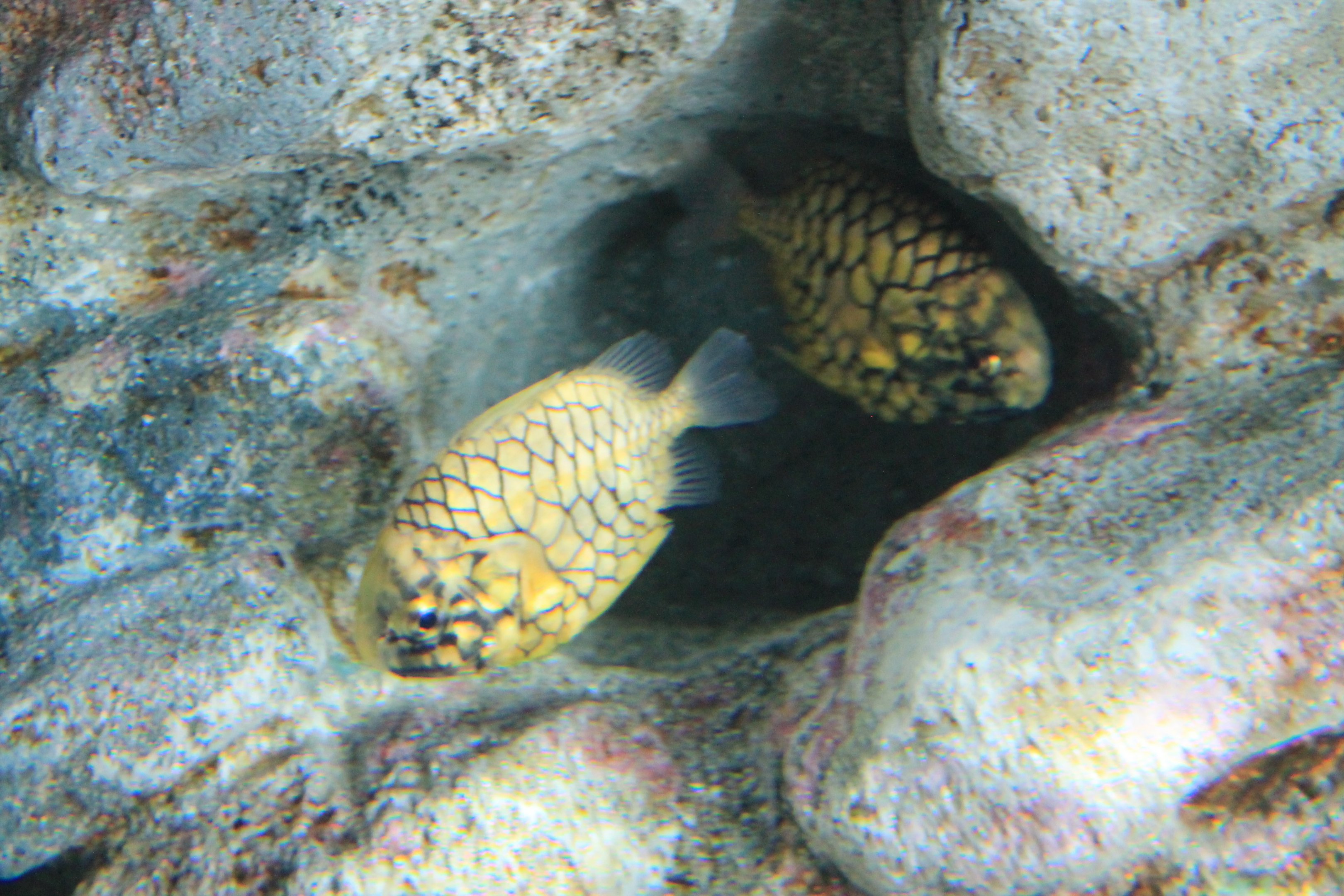Pineapple Fish (Monocentrus japonicus)
