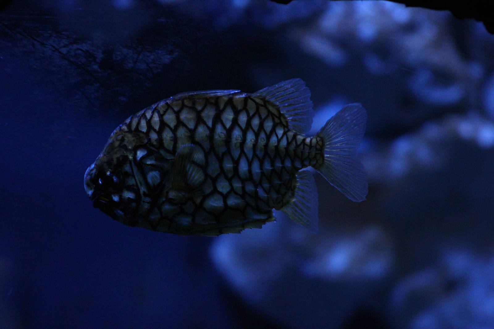 Pineapple fish