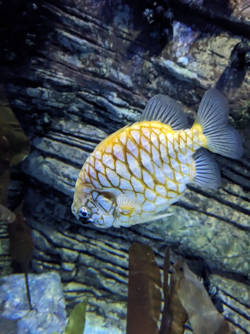 Pineapple Fish