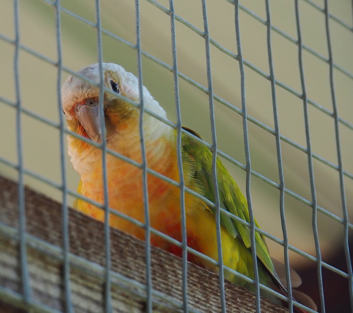 Pineapple Green-cheeked conure (Pyrrhura molinae), 2023-06-24