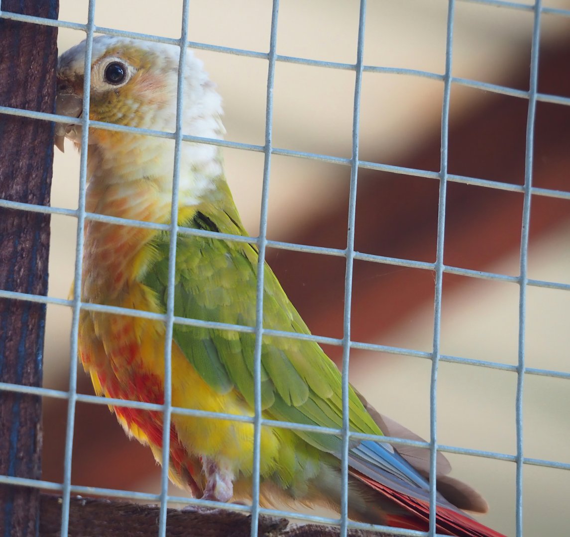 Pineapple Green-cheeked conure (Pyrrhura molinae), 2023-06-24