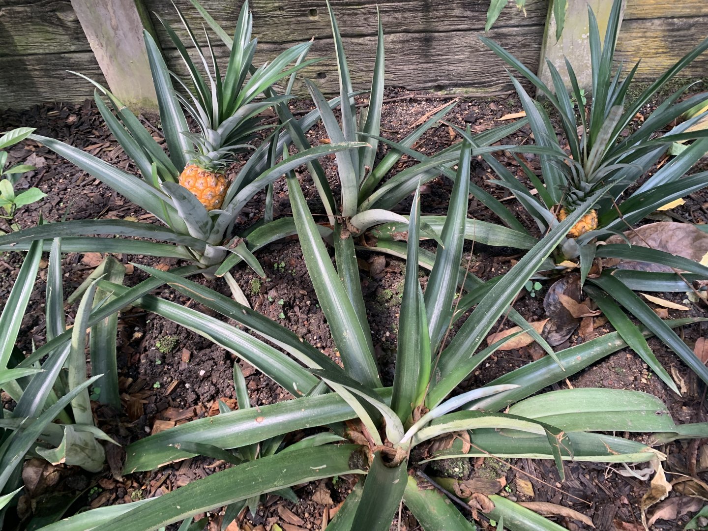 Pineapple plants