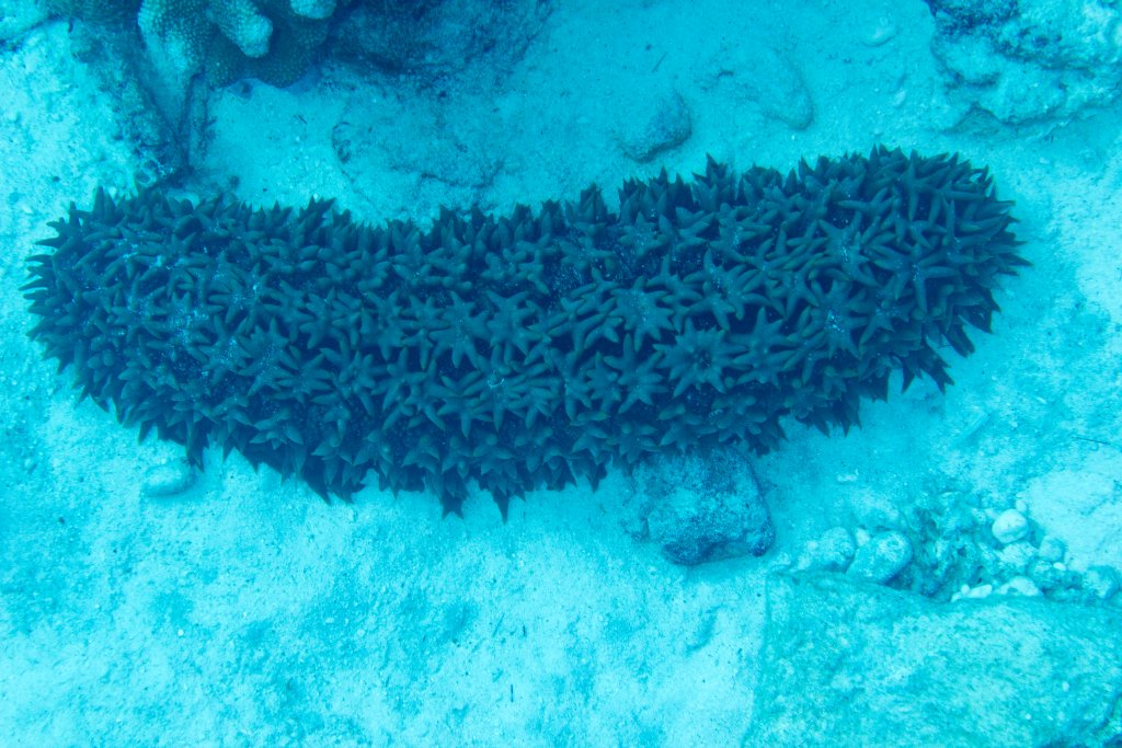 Pineapple Sea Cucumber