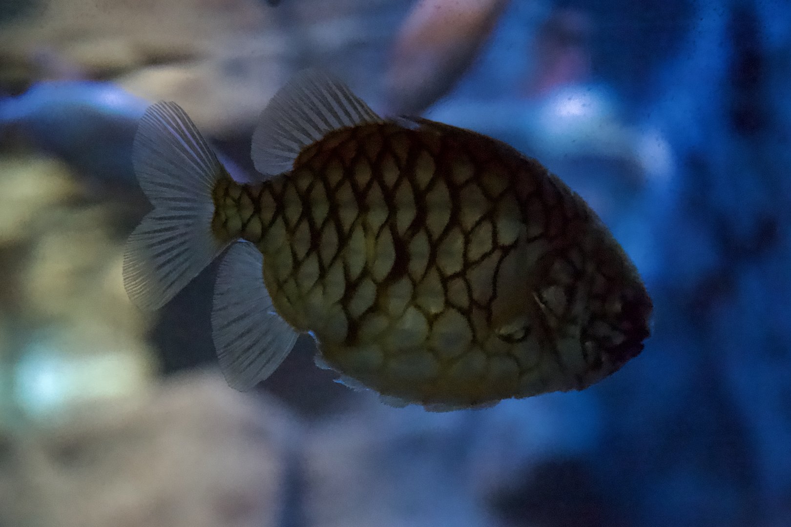 Pineapplefish/ Cleidopus gloriamaris