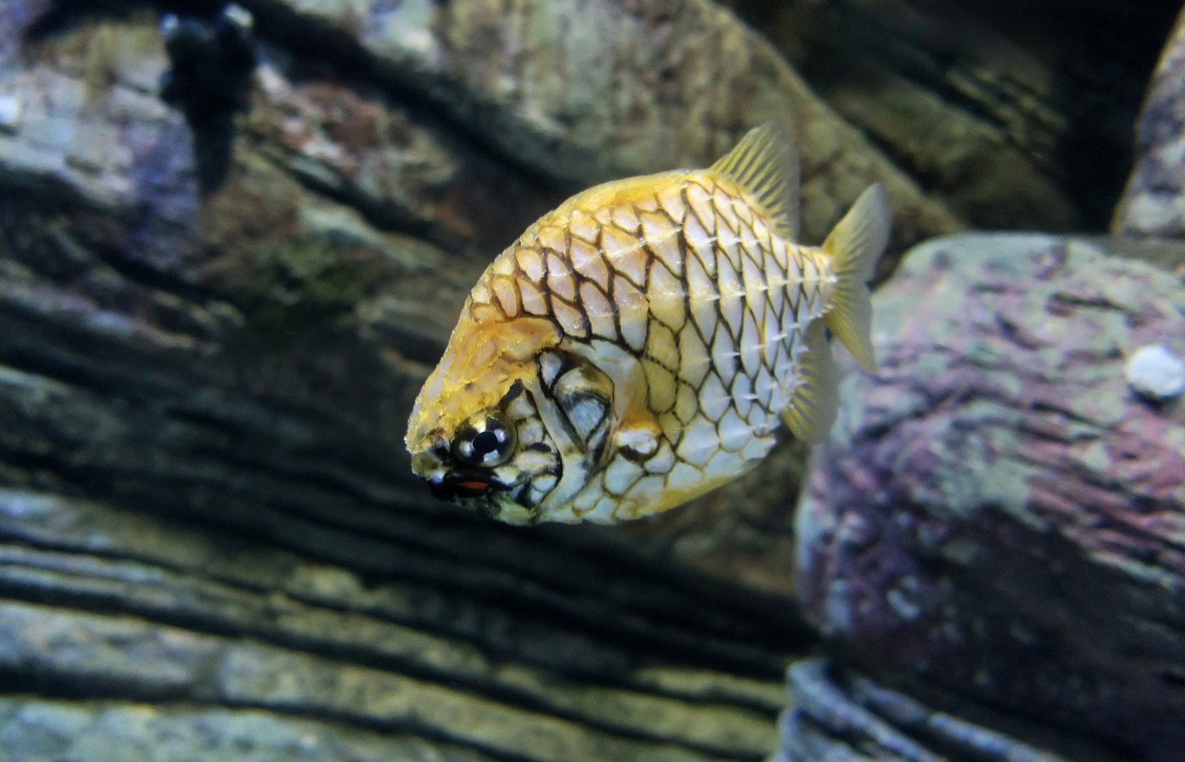 Pineapplefish (Cleidopus gloriamaris)