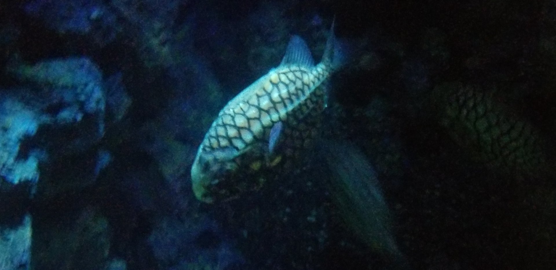 Pineapplefish
