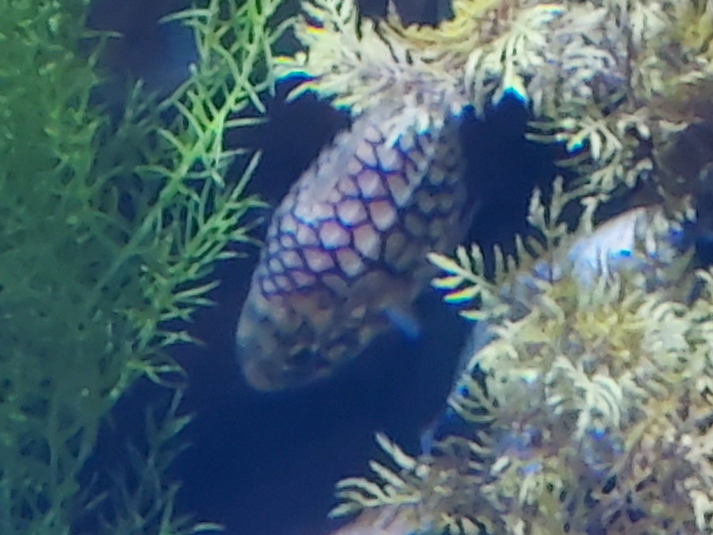 Pineapplefish