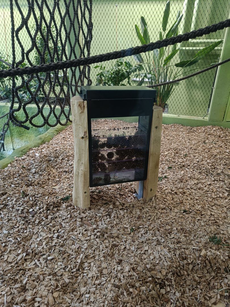 Pinecone enrichment for Sumatran Orangutans - new Orangutan-Haus