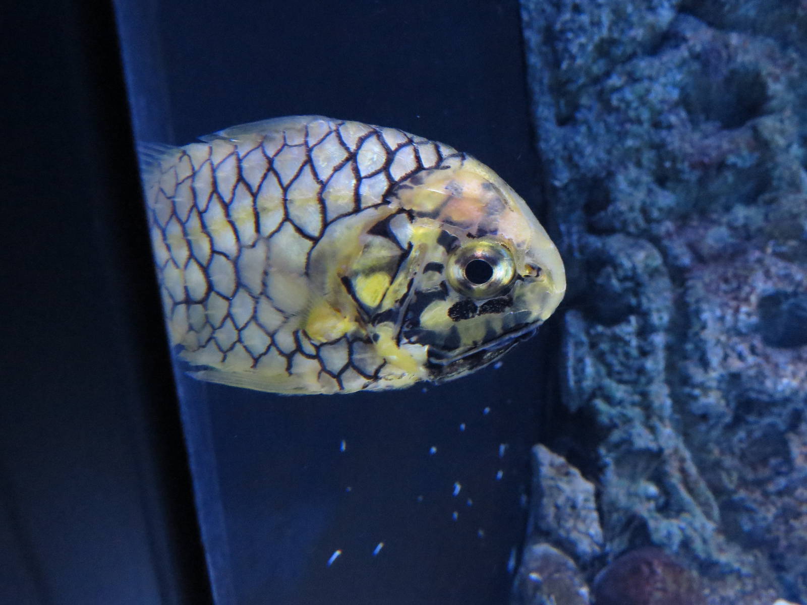 Pinecone fish, June 2015.