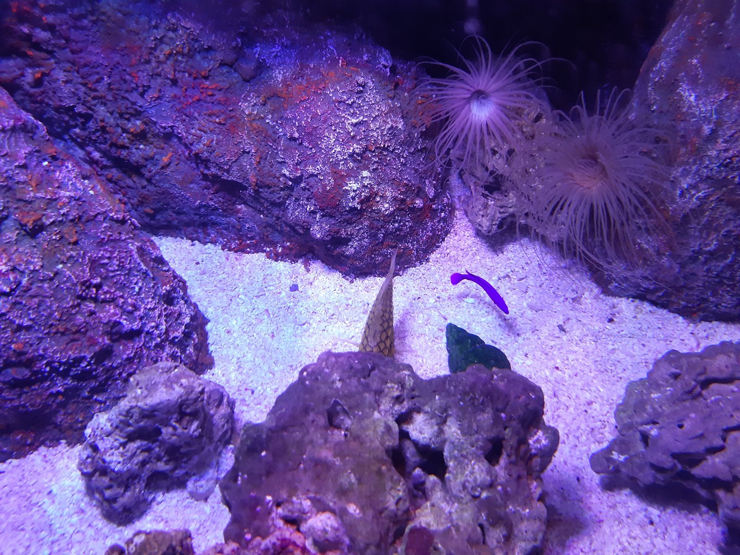 Pinecone Fish (Monocentris japonica)