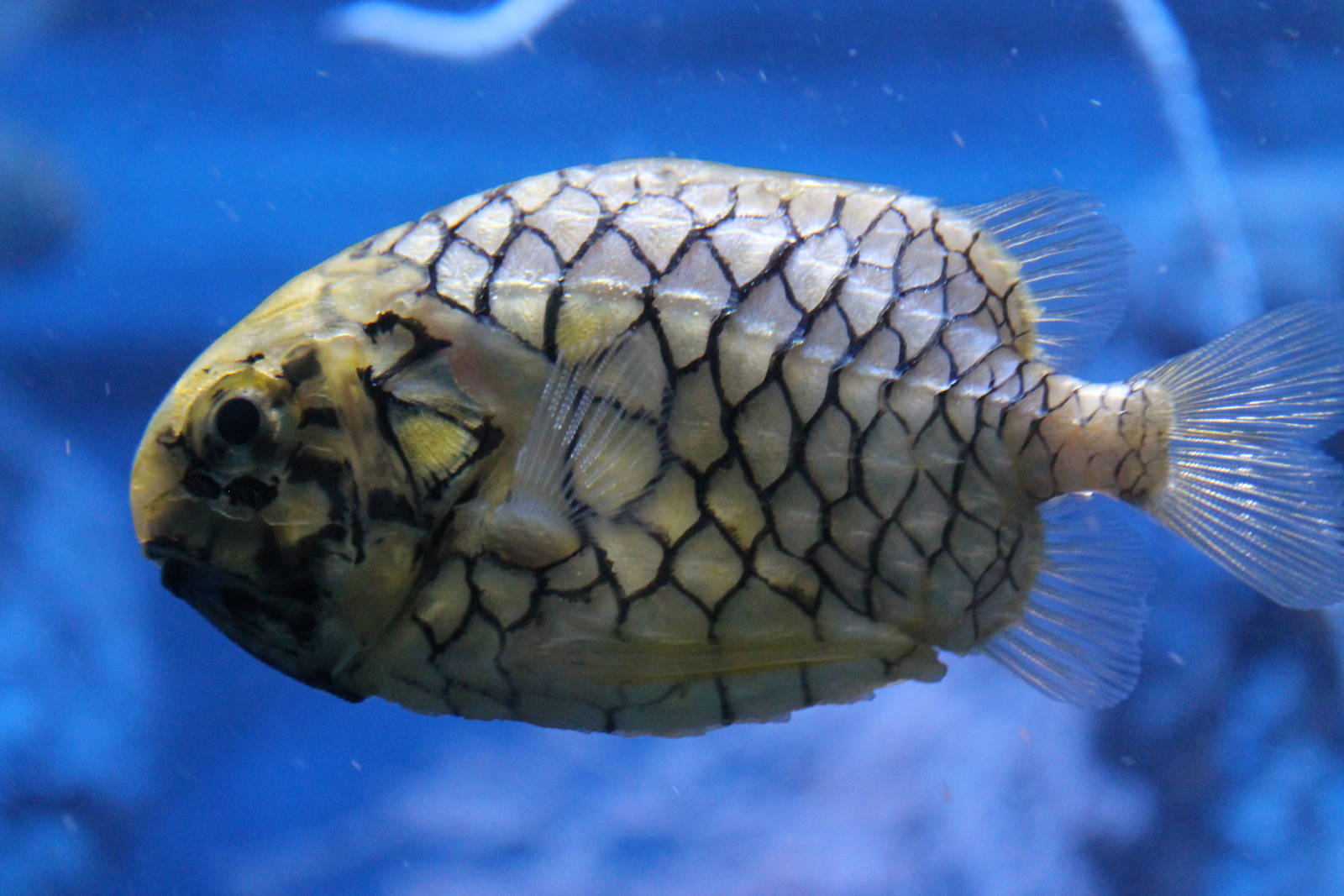 Pinecone Fish (Monocentrus japonica)