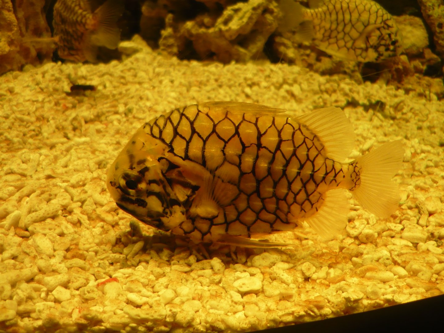 Pinecone fish