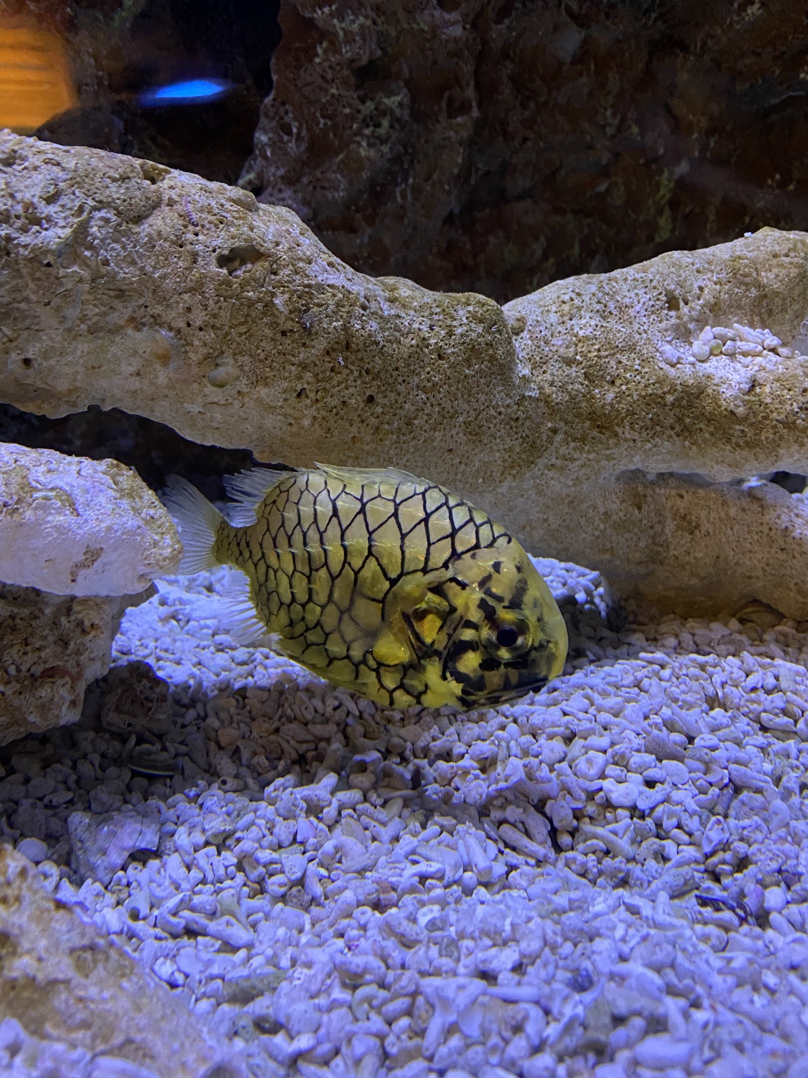 Pinecone Fish