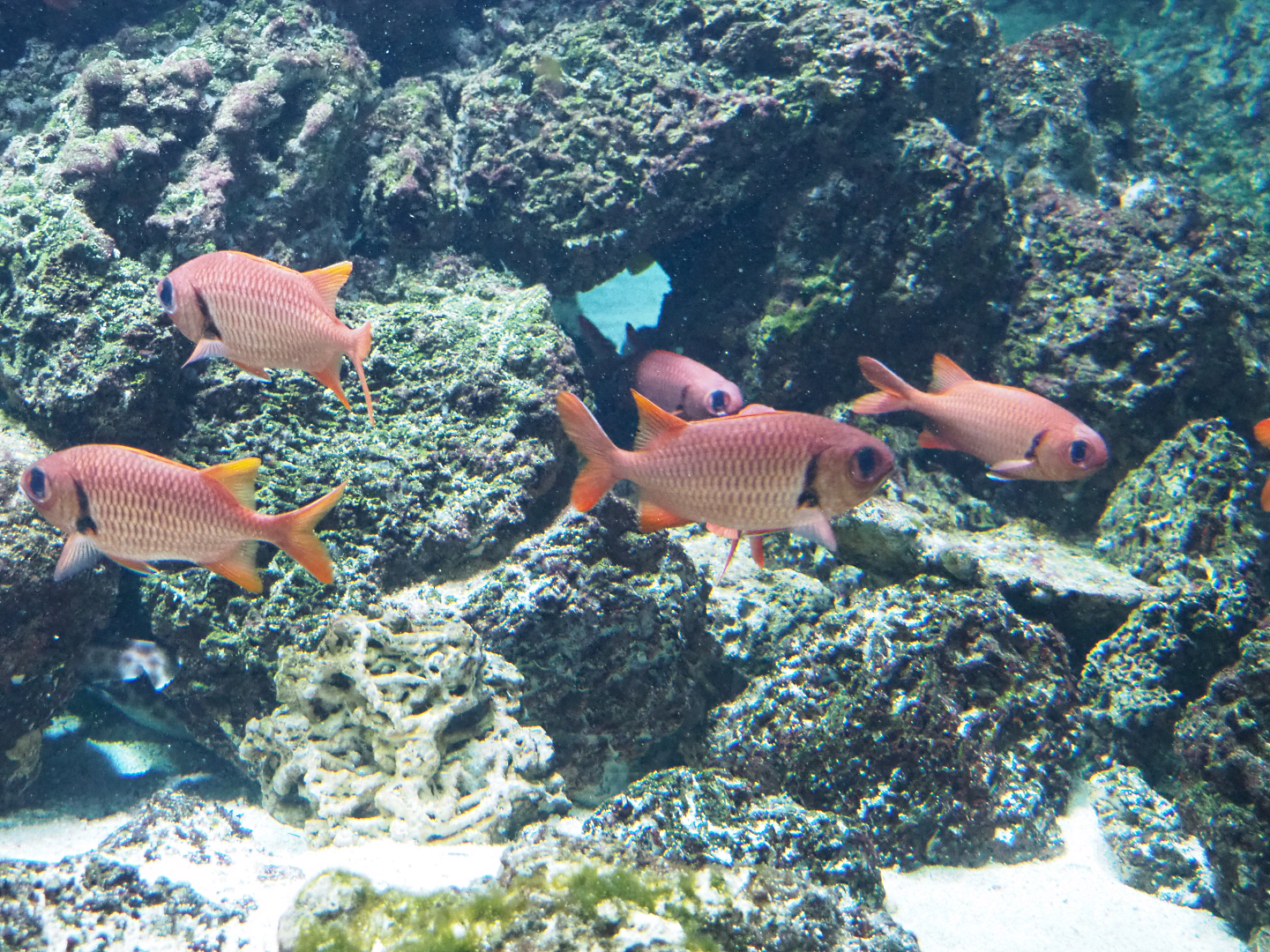 Pinecone soldierfish (Myripristis murdjan), 2020-06-28