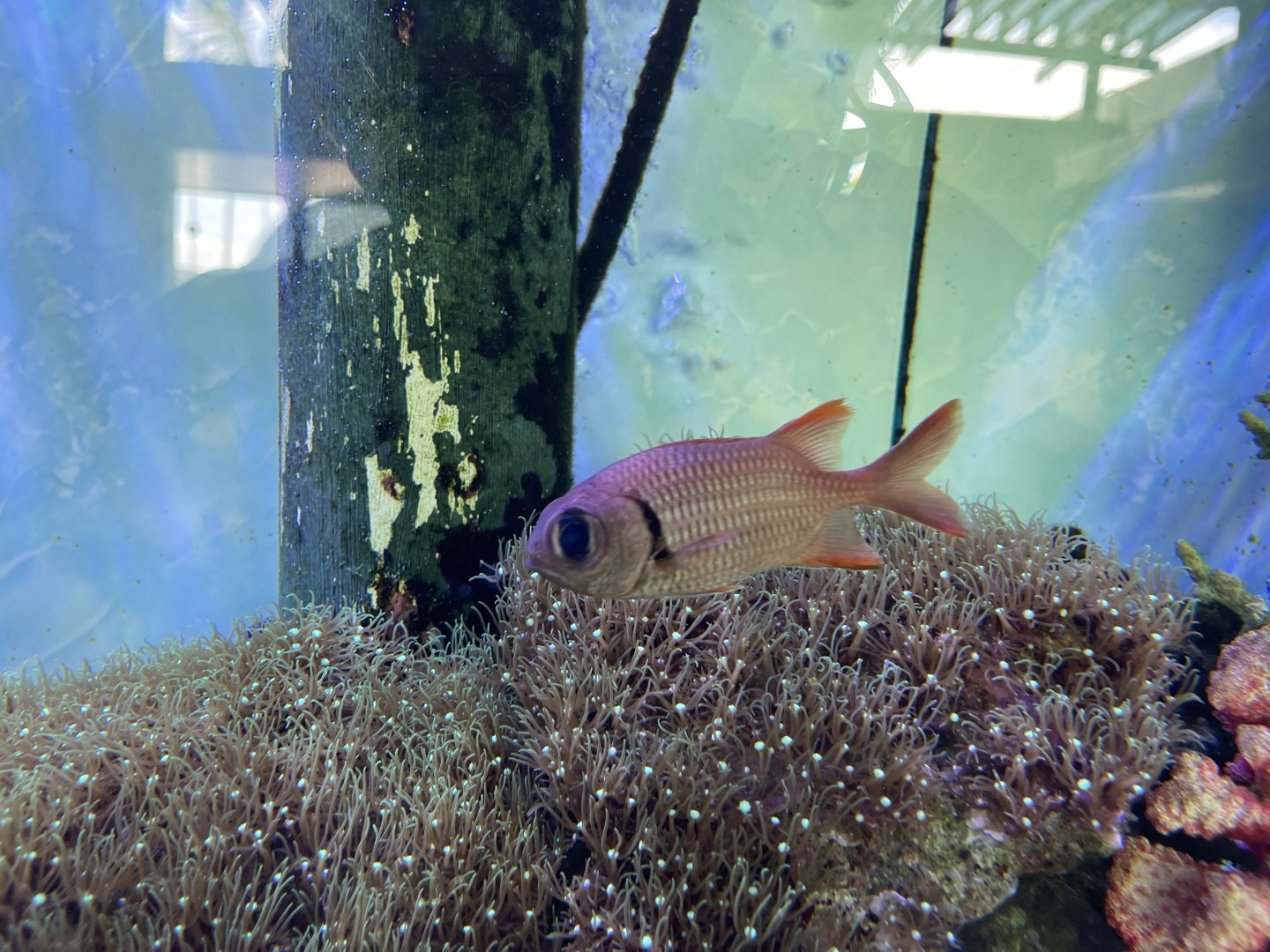 pinecone soldierfish (myripristis murdjan)