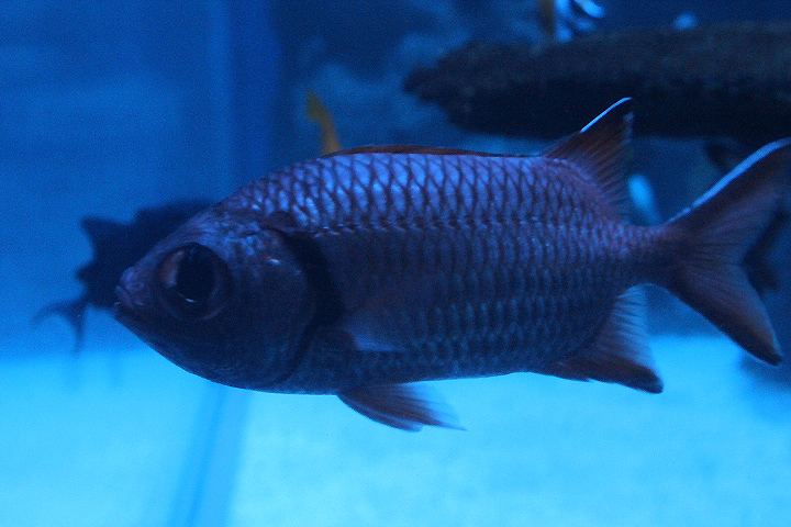 Pinecone soldierfish (Myripristis murdjan)