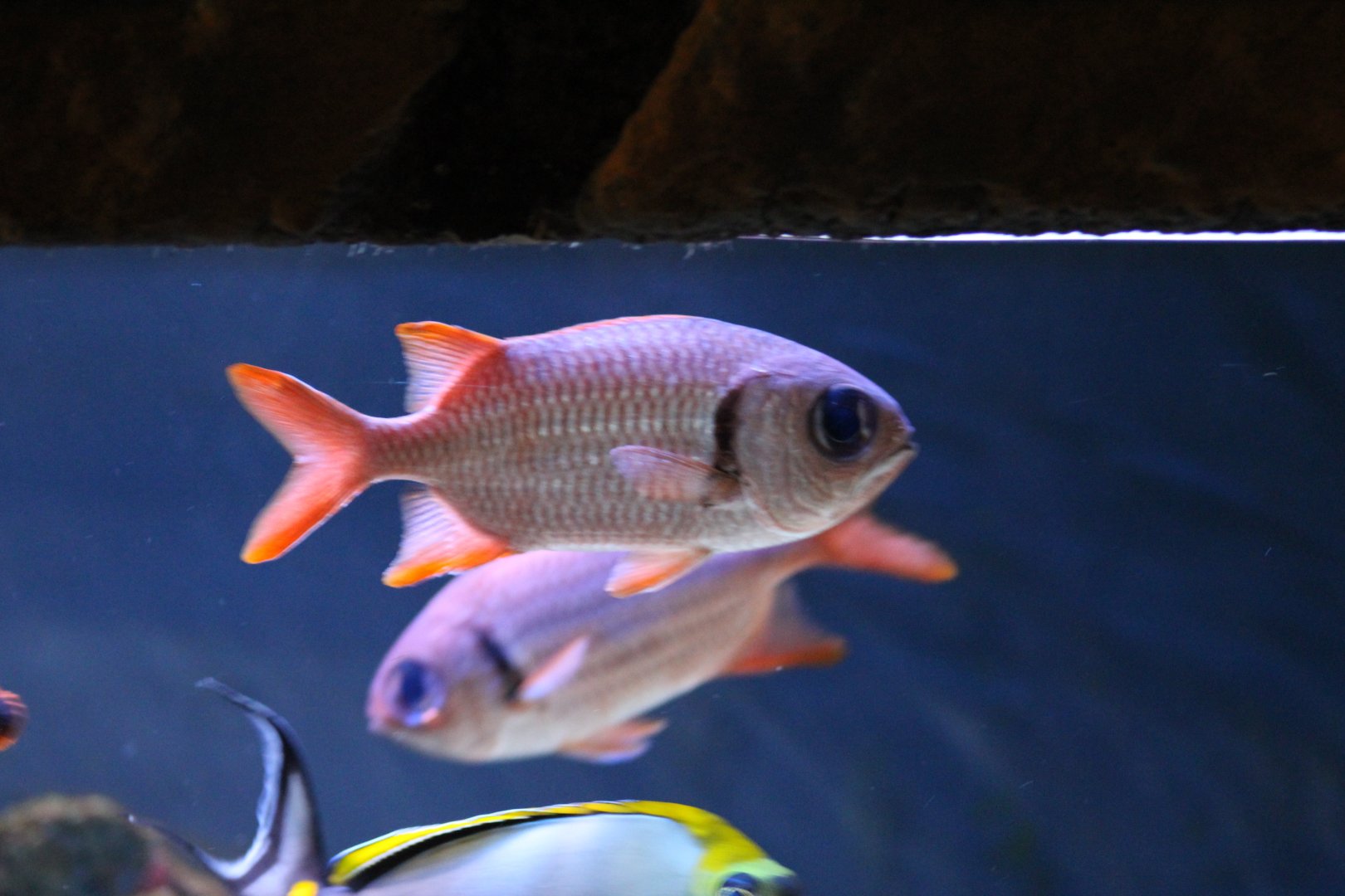 Pinecone Soldierfish