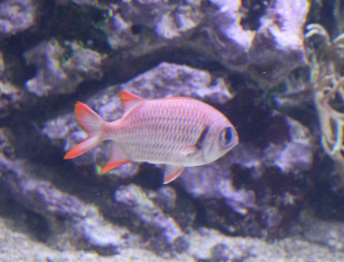 Pinecone soldierfish