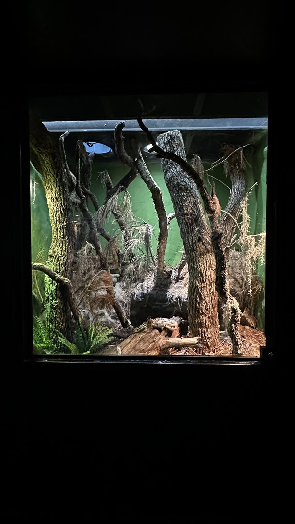 Pineywoods Terrarium