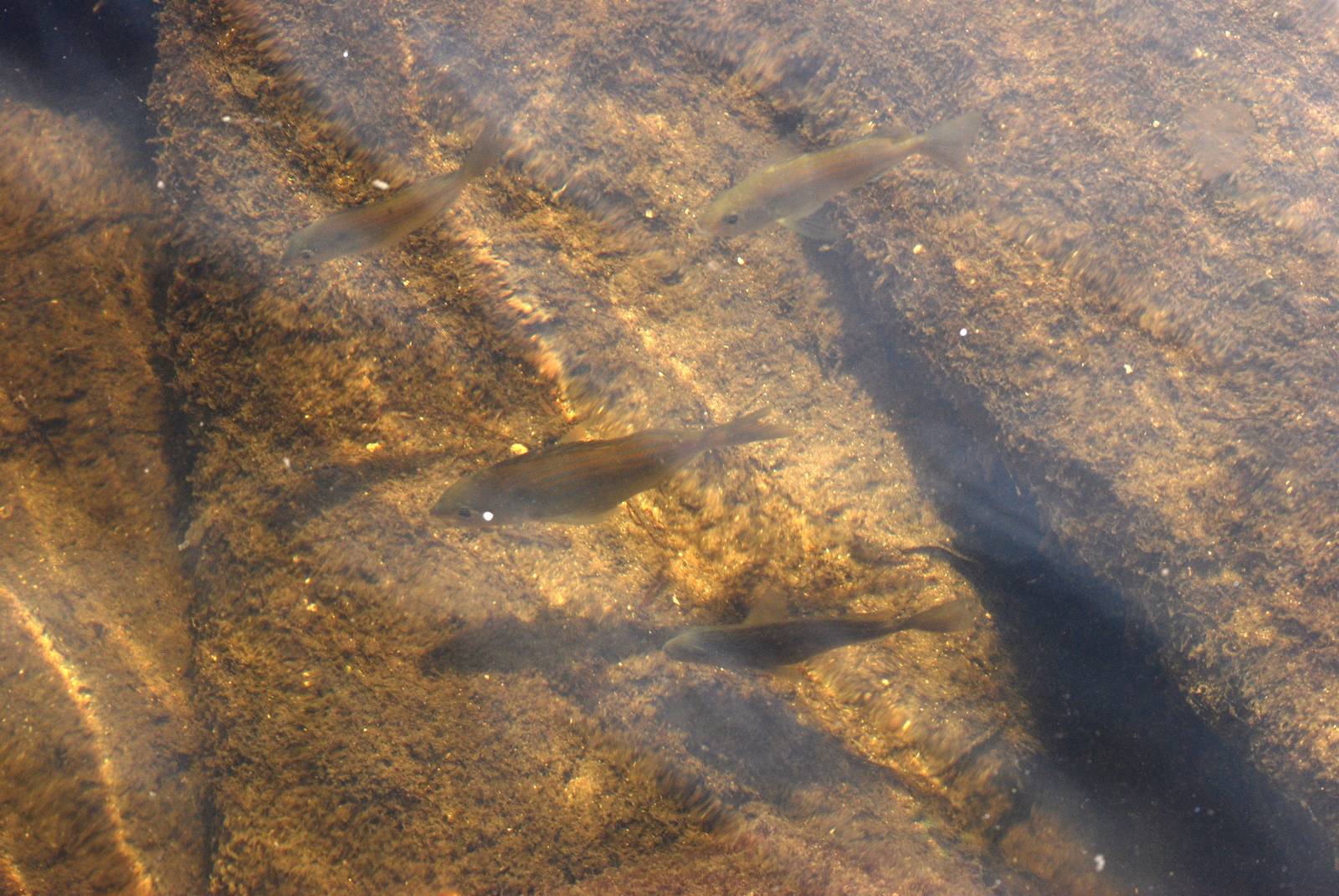 Pinfish, Cayo Costa, October 2013