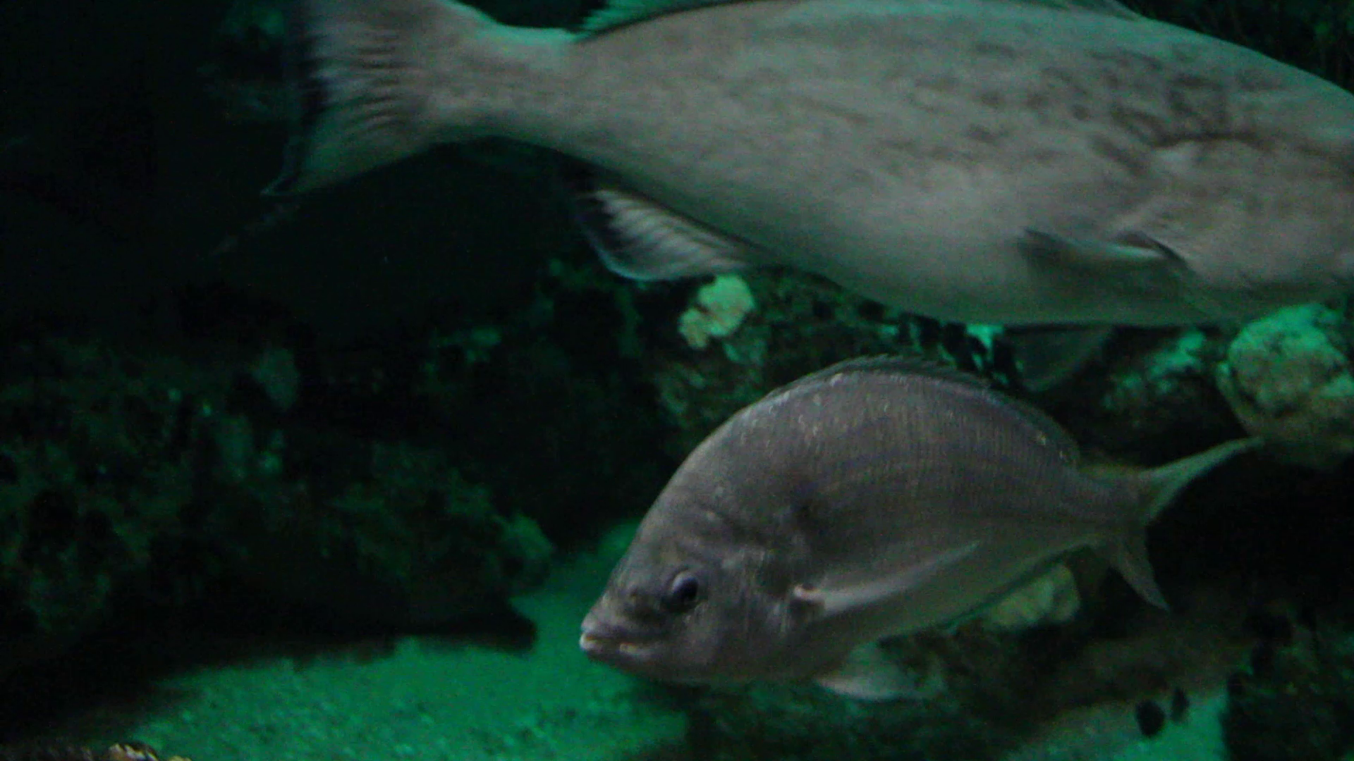 Pinfish (Lagodon rhomboides)