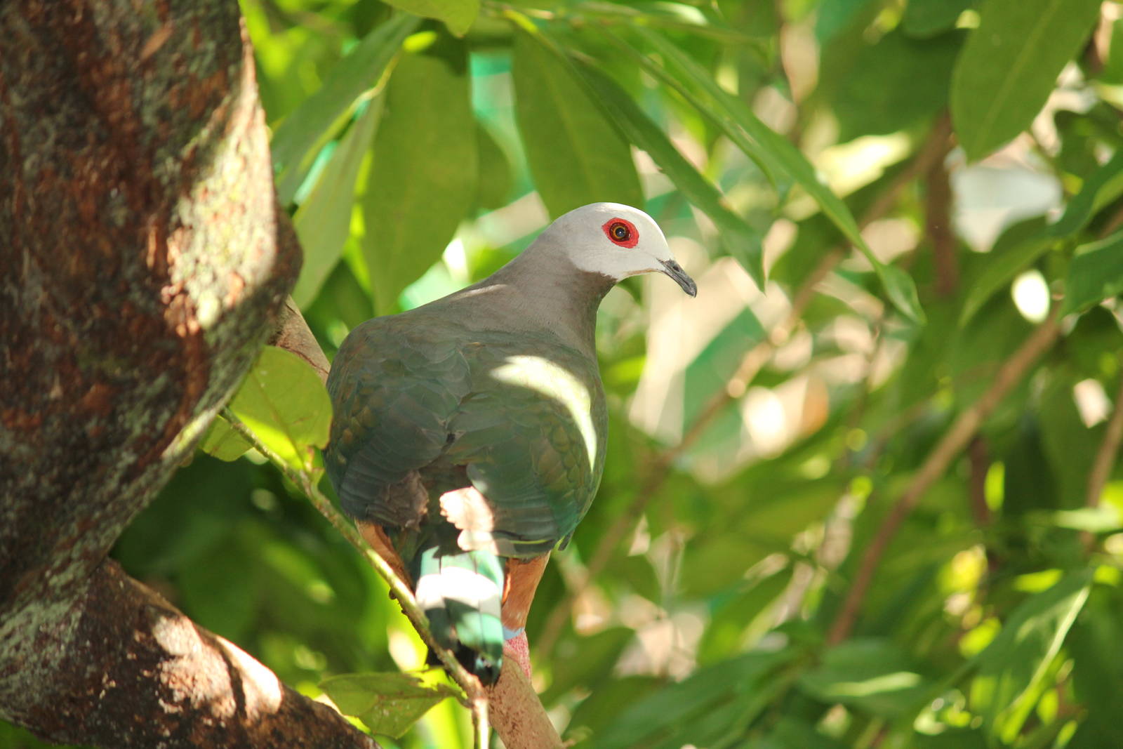 Ping-bellied Imperial Pigeon Ducula poliocephala