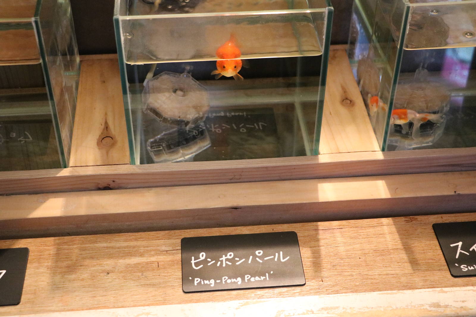 Ping Pong Pearl - Sumida Aquarium, February 2016