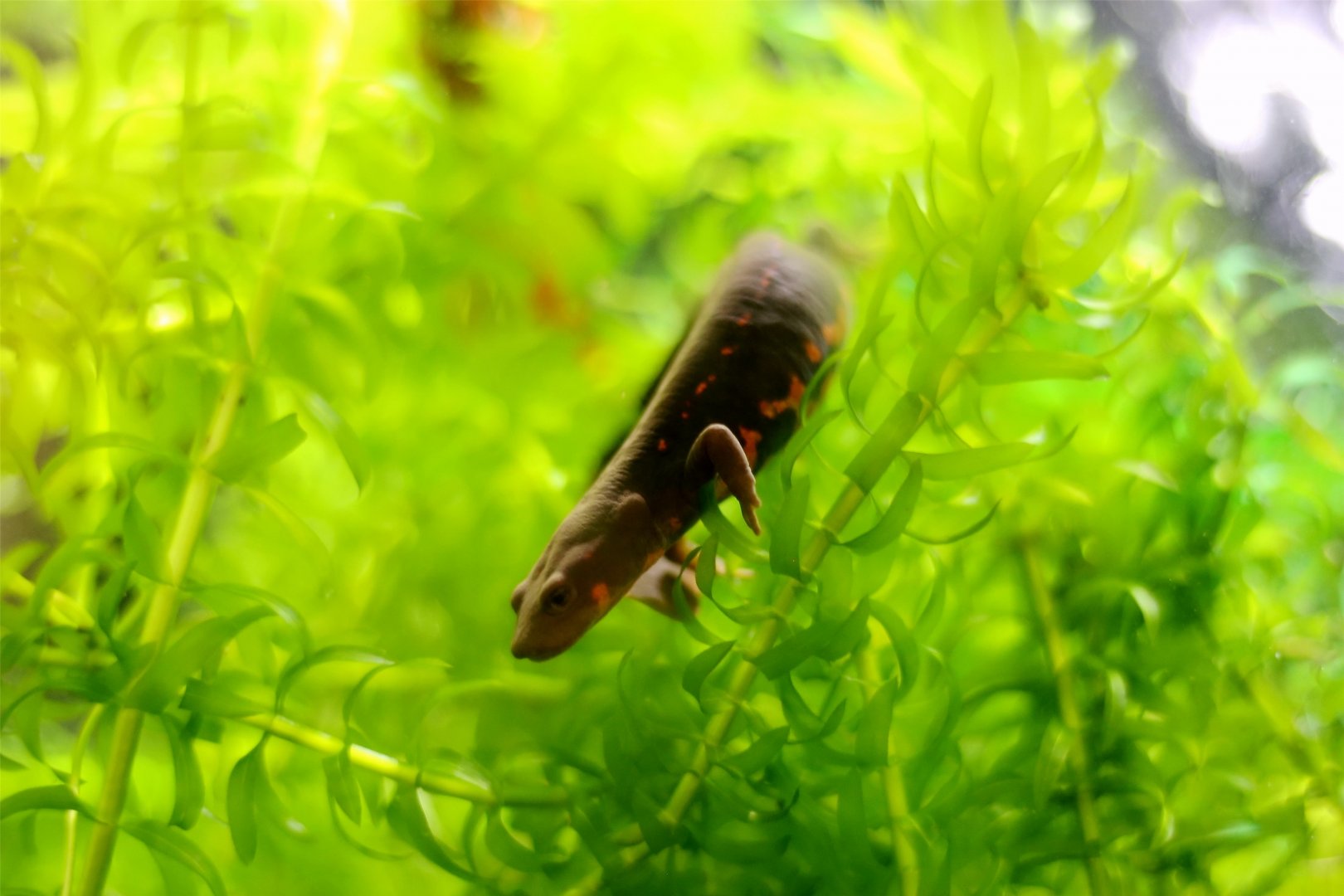 Pingchi's Stout Newt (Pachytriton granulosus)