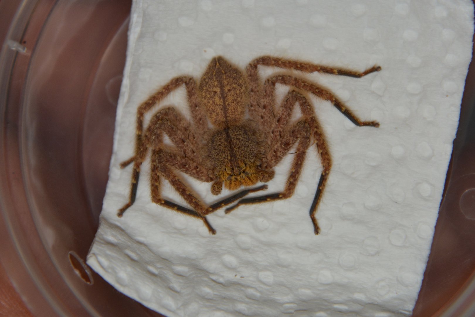 Pingtung huntsman spider (Heteropoda pingtungensis)