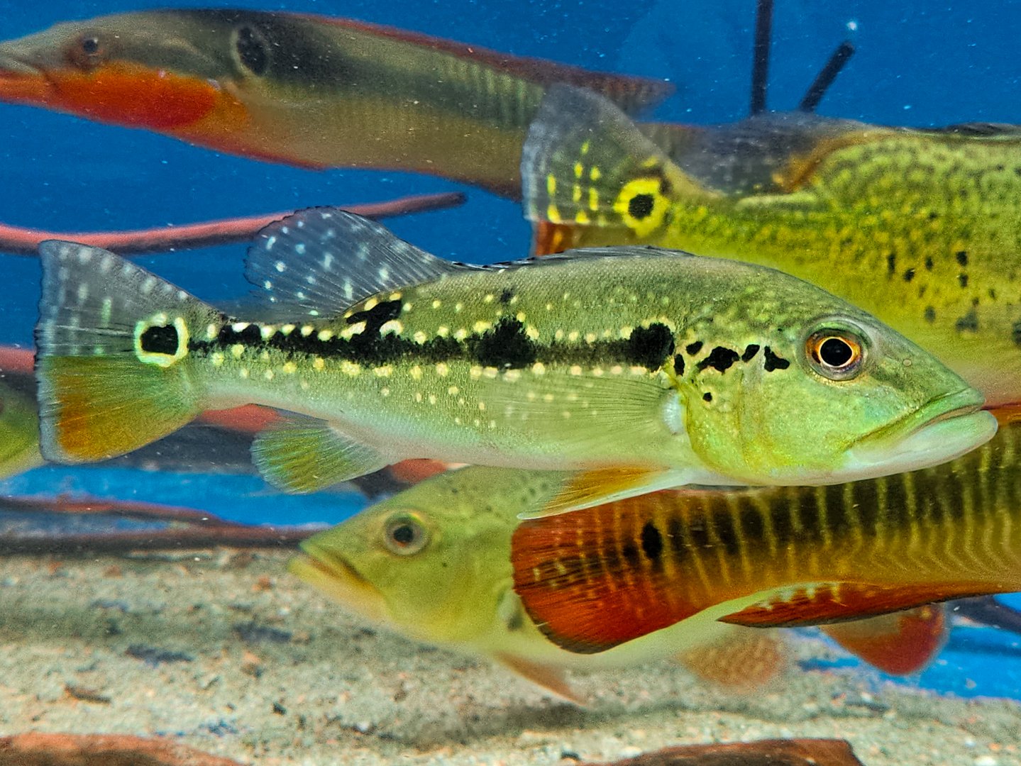 Pinima Peacock Bass (Cichla pinima)
