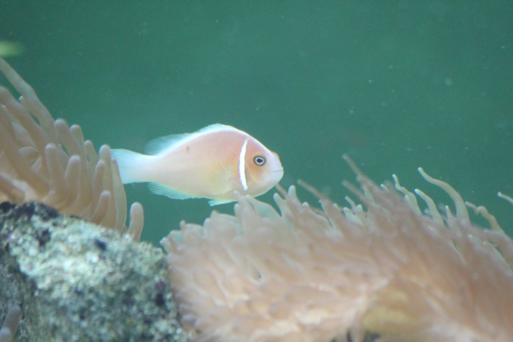 Pink Anemonefish (Amphiprion perideraion)