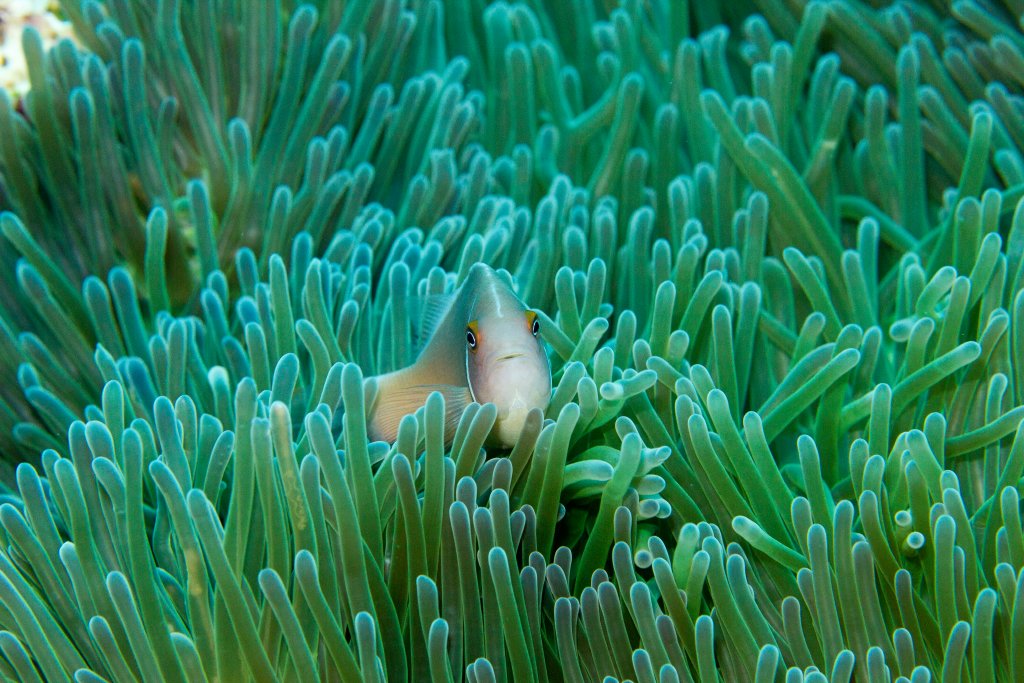 Pink Anemonefish
