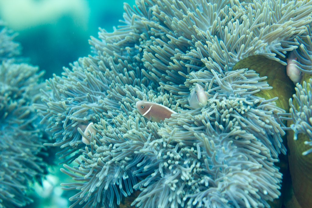 Pink Anemonefish