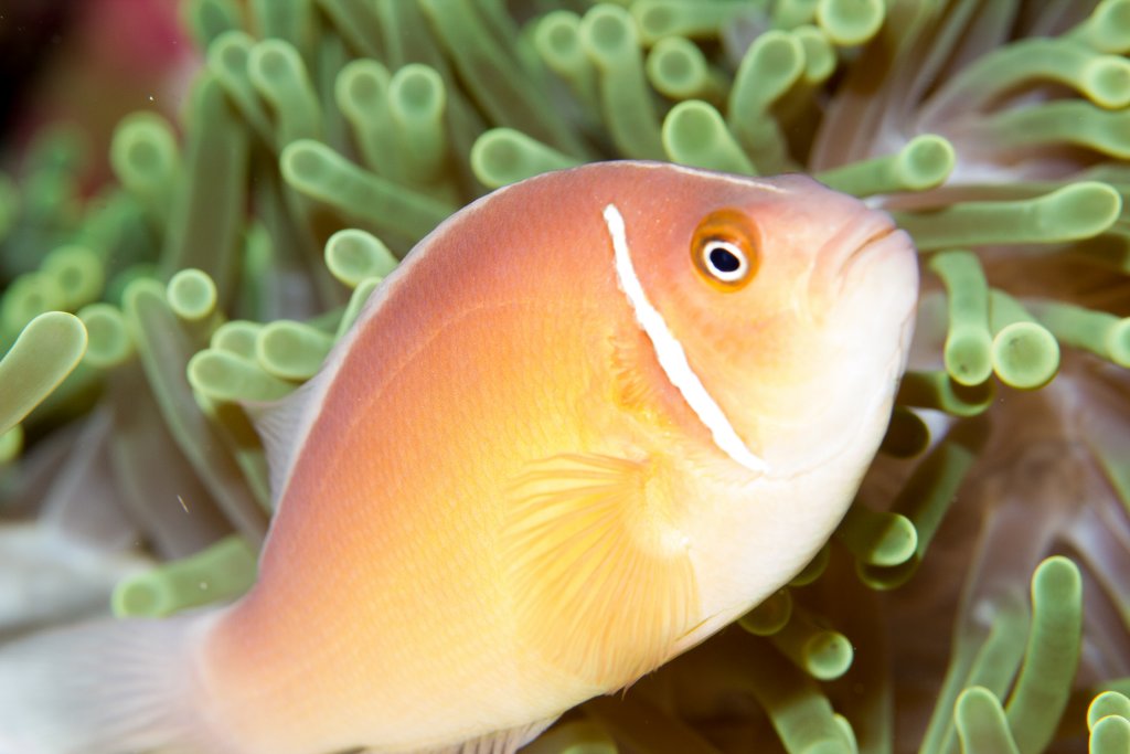 Pink Anemonefish