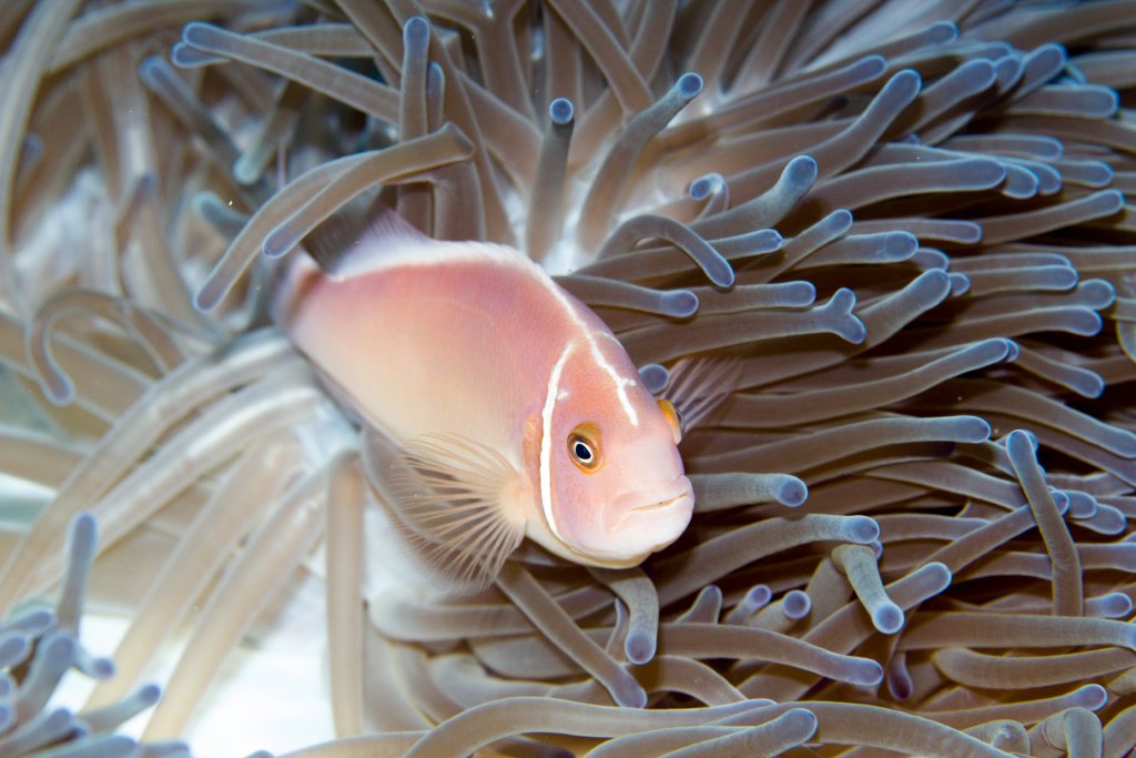 Pink Anemonefish