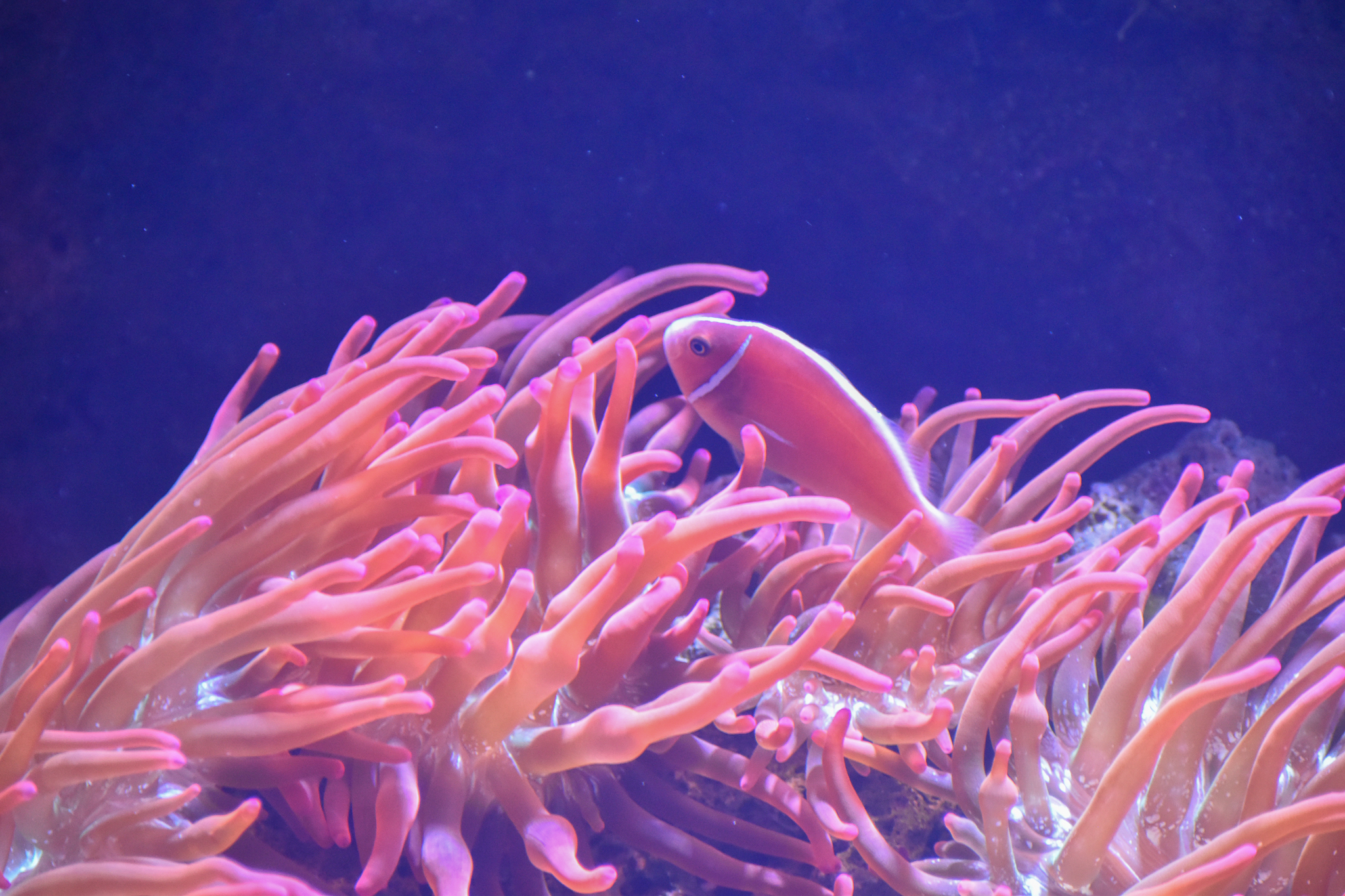 Pink Anemonefish