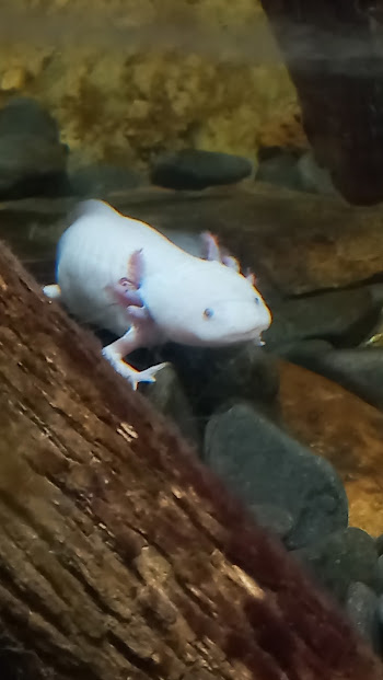 Pink Axolotl - São Paulo aquarium