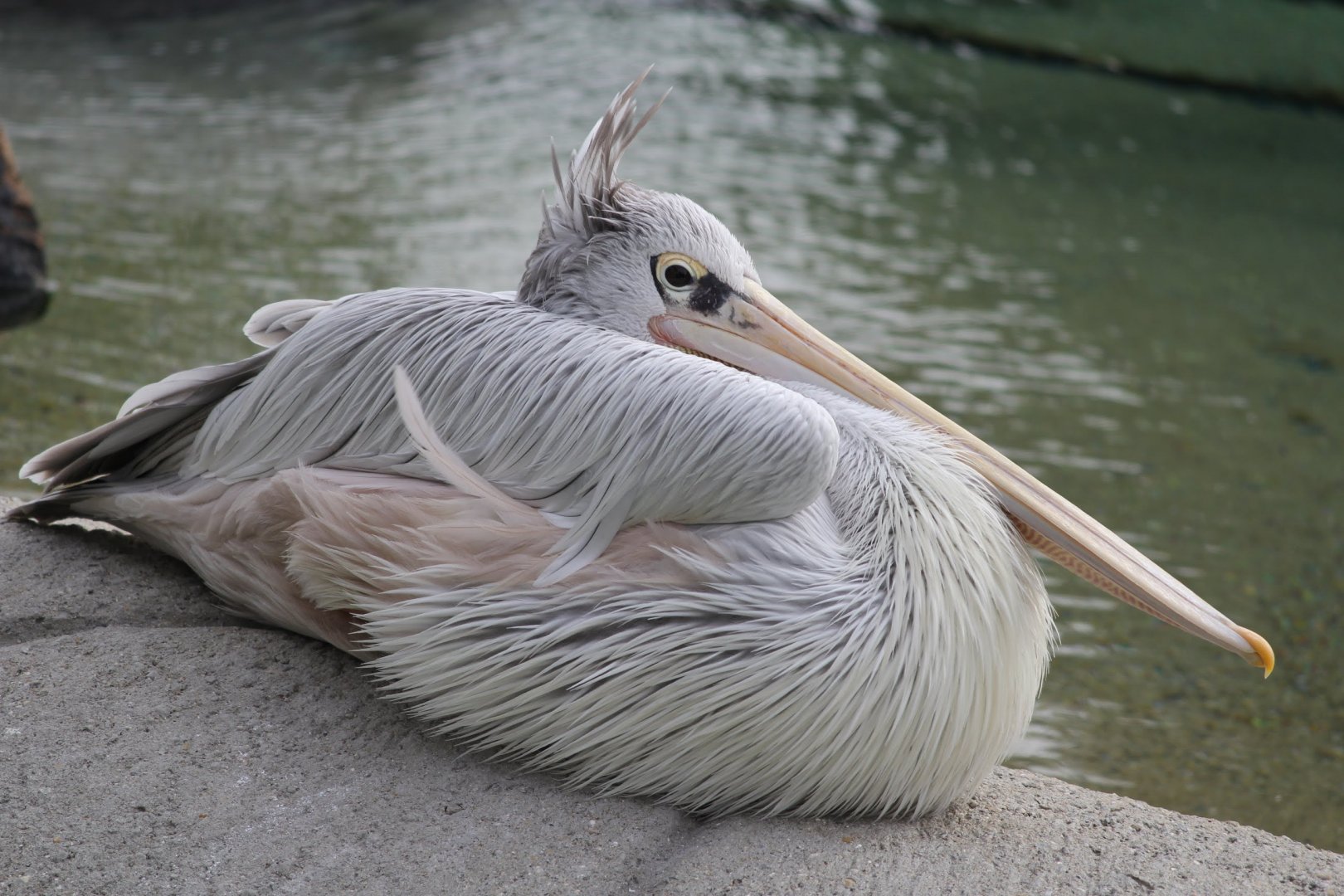 Pink-back Pelican, Detroit Zoo