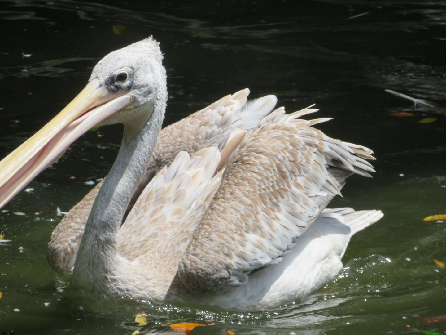 pink-back pelican