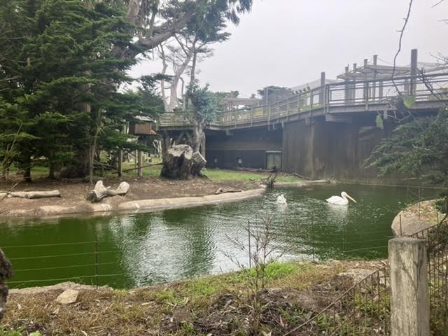 Pink-backed and American Pelicans