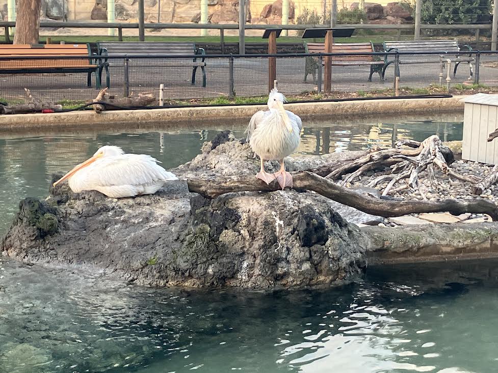 Pink backed and White Pelicans