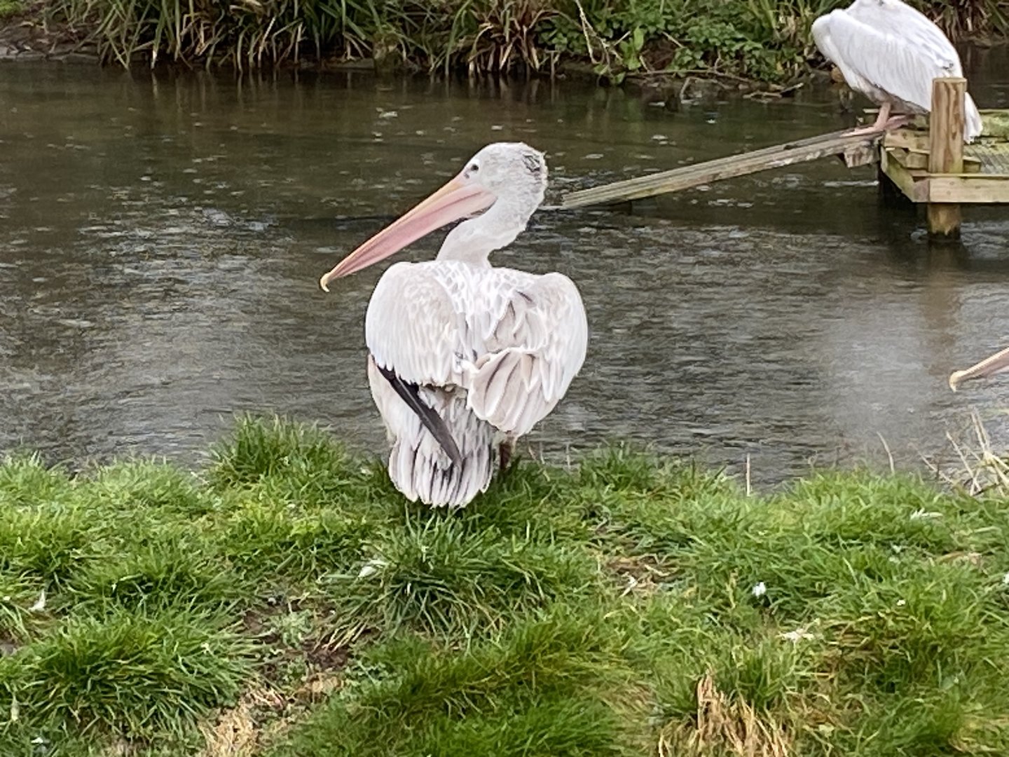 Pink-backed pelican 010323