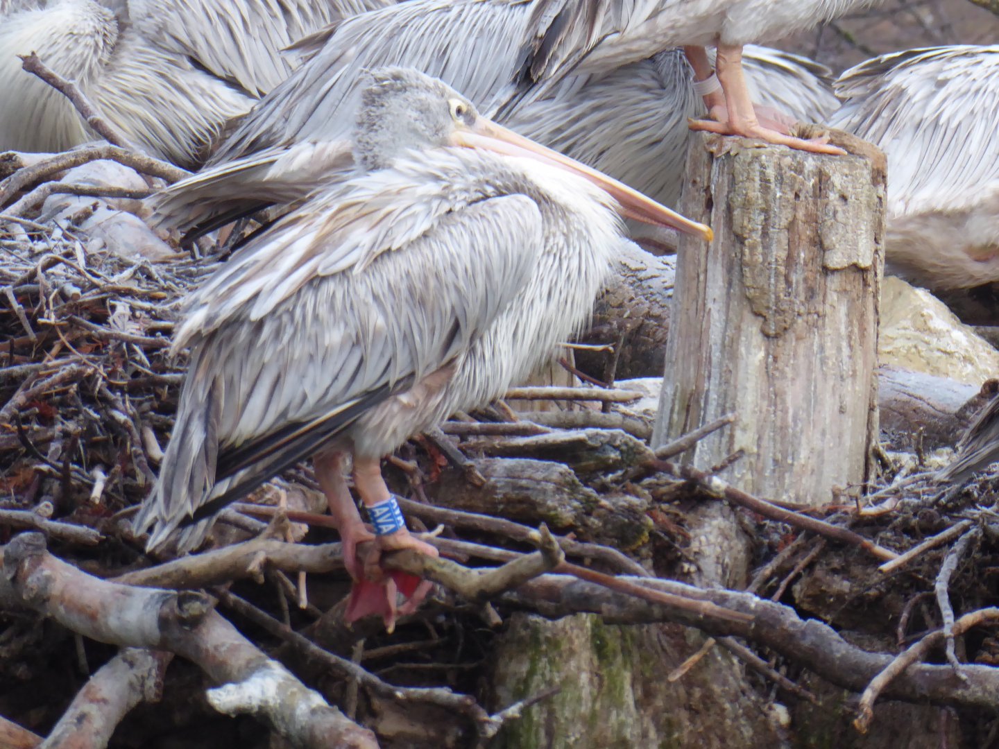Pink-backed pelican 011219