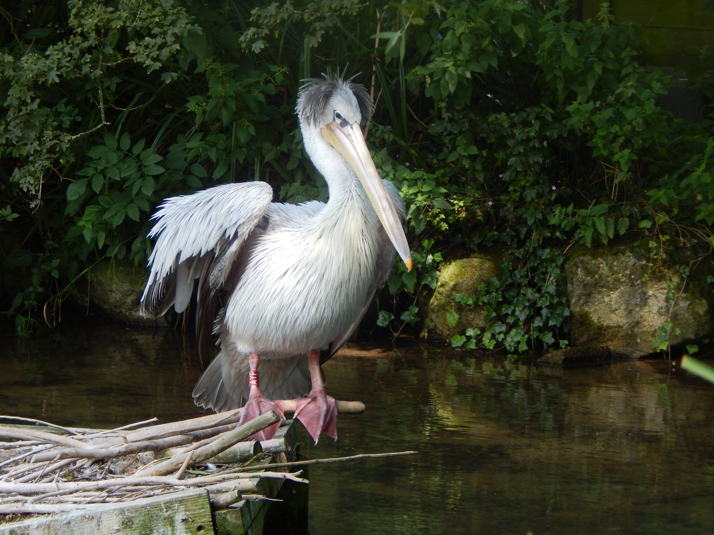 Pink-backed pelican 030821